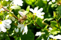 20240612 Macro Bee Finals